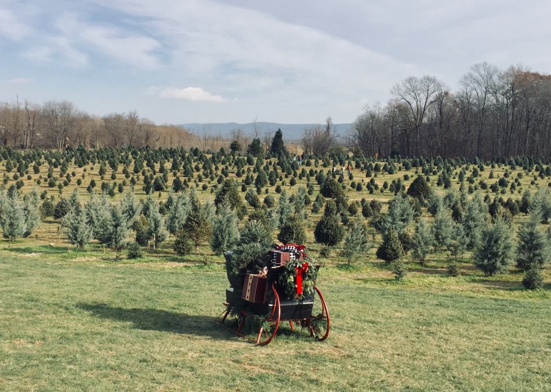 49708690_270517053622484_6110466683736948736_n