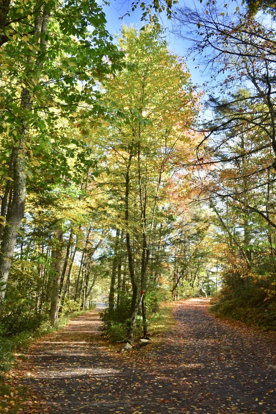 78552234_495904931269079_8320777937976557568_n